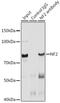 Neurofibromin 2 antibody, GTX54576, GeneTex, Immunoprecipitation image 