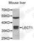 Chondromodulin antibody, A6644, ABclonal Technology, Western Blot image 