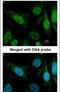 WRN RecQ Like Helicase antibody, PA5-27320, Invitrogen Antibodies, Immunofluorescence image 
