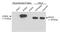 Egl-9 Family Hypoxia Inducible Factor 1 antibody, NB100-137, Novus Biologicals, Western Blot image 