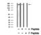 Myosin Light Chain Kinase antibody, GTX03352, GeneTex, Western Blot image 