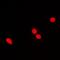 RNA Guanylyltransferase And 5'-Phosphatase antibody, orb341079, Biorbyt, Immunofluorescence image 