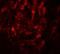 IL-17 antibody, 4887, ProSci, Immunofluorescence image 