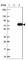 Fem-1 Homolog B antibody, HPA042192, Atlas Antibodies, Western Blot image 