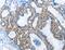 Ankyrin repeat and MYND domain-containing protein 1 antibody, MBS2518952, MyBioSource, Immunohistochemistry frozen image 