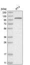 G Protein Nucleolar 2 antibody, PA5-55529, Invitrogen Antibodies, Western Blot image 