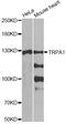 Transient Receptor Potential Cation Channel Subfamily A Member 1 antibody, LS-C747641, Lifespan Biosciences, Western Blot image 