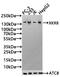 Adipocyte protein S3-12 antibody, CSB-PA822286HA01HU, Cusabio, Western Blot image 