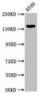 Perilipin 4 antibody, CSB-PA822286HA01HU, Cusabio, Western Blot image 