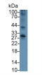 CD40 Molecule antibody, LS-C372713, Lifespan Biosciences, Western Blot image 