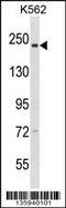 Non-SMC Condensin II Complex Subunit D3 antibody, 58-720, ProSci, Western Blot image 