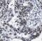 Peroxisome Proliferator Activated Receptor Delta antibody, FNab06664, FineTest, Immunohistochemistry frozen image 