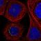 Coagulation Factor III, Tissue Factor antibody, NBP2-58054, Novus Biologicals, Immunofluorescence image 