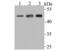 Actin Related Protein 3 antibody, NBP2-75395, Novus Biologicals, Western Blot image 