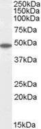 Flotillin 2 antibody, GTX89704, GeneTex, Western Blot image 