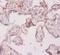 Interleukin 18 antibody, A53635-100, Epigentek, Immunohistochemistry paraffin image 