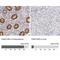 Family With Sequence Similarity 122B antibody, NBP1-90508, Novus Biologicals, Immunohistochemistry paraffin image 