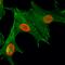 Histone Cluster 4 H4 antibody, M14495-6, Boster Biological Technology, Immunocytochemistry image 