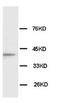 Connexin-43 antibody, AP23305PU-N, Origene, Western Blot image 