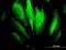 Ras Homolog Family Member A antibody, H00000387-M04, Novus Biologicals, Immunofluorescence image 