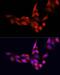 Sirtuin 1 antibody, LS-C746926, Lifespan Biosciences, Immunofluorescence image 