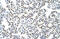 Heterogeneous Nuclear Ribonucleoprotein A3 antibody, ARP41195_T100, Aviva Systems Biology, Immunohistochemistry frozen image 