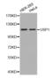 Ubiquitin Specific Peptidase 1 antibody, abx001254, Abbexa, Western Blot image 
