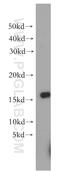 BCL2 Binding Component 3 antibody, 55120-1-AP, Proteintech Group, Western Blot image 