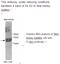 MYCN Proto-Oncogene, BHLH Transcription Factor antibody, MBS416623, MyBioSource, Western Blot image 