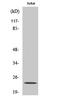 Claudin 19 antibody, A08096-1, Boster Biological Technology, Western Blot image 