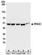 Ras Related GTP Binding C antibody, NBP2-32202, Novus Biologicals, Western Blot image 
