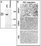 PR/SET Domain 2 antibody, abx026566, Abbexa, Immunohistochemistry frozen image 