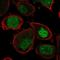 Anti-Silencing Function 1A Histone Chaperone antibody, NBP2-57608, Novus Biologicals, Immunofluorescence image 