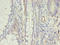 Apelin Receptor antibody, LS-C375232, Lifespan Biosciences, Immunohistochemistry paraffin image 
