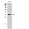 RALY Heterogeneous Nuclear Ribonucleoprotein antibody, LS-C385766, Lifespan Biosciences, Western Blot image 