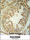 Copine 8 antibody, 61-887, ProSci, Immunohistochemistry frozen image 