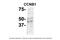 Cyclin B1 antibody, 27-300, ProSci, Enzyme Linked Immunosorbent Assay image 