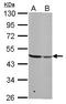 Basic Leucine Zipper And W2 Domains 2 antibody, LS-C185851, Lifespan Biosciences, Western Blot image 