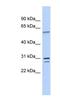 TRNA Selenocysteine 1 Associated Protein 1 antibody, NBP1-57446, Novus Biologicals, Western Blot image 
