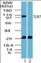 Toll Like Receptor 7 antibody, orb89973, Biorbyt, Western Blot image 