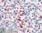 Cholinergic Receptor Nicotinic Beta 1 Subunit antibody, 46-824, ProSci, Western Blot image 