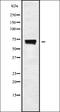 BGT-1 antibody, orb338717, Biorbyt, Western Blot image 