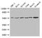 Macrophage Scavenger Receptor 1 antibody, CSB-PA015050LA01HU, Cusabio, Western Blot image 