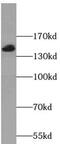 Tetratricopeptide Repeat Domain 37 antibody, FNab09084, FineTest, Western Blot image 