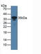 Fc Fragment Of IgE Receptor II antibody, abx104557, Abbexa, Western Blot image 