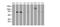 Folate Hydrolase 1 antibody, NBP2-73686, Novus Biologicals, Western Blot image 
