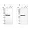 Mitochondrial Ribosomal Protein S9 antibody, PA5-60376, Invitrogen Antibodies, Western Blot image 