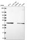 Phosphoglycerate Kinase 2 antibody, HPA073656, Atlas Antibodies, Western Blot image 