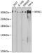 WNK1 antibody, GTX32973, GeneTex, Western Blot image 