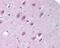 Importin 9 antibody, NB100-56489, Novus Biologicals, Immunohistochemistry frozen image 